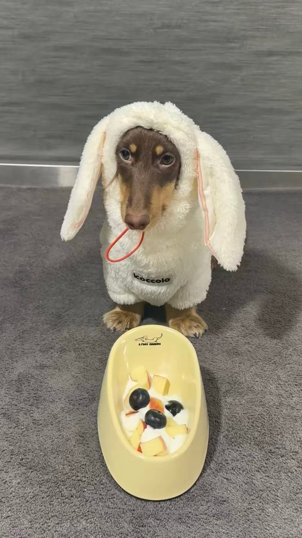 Bowl for dachshunds🐶