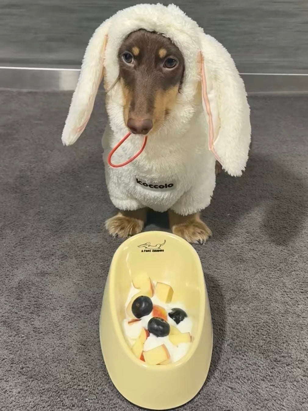 Bowl for dachshunds🐶