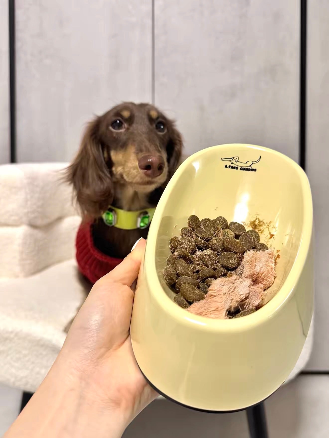 Bowl for dachshunds🐶