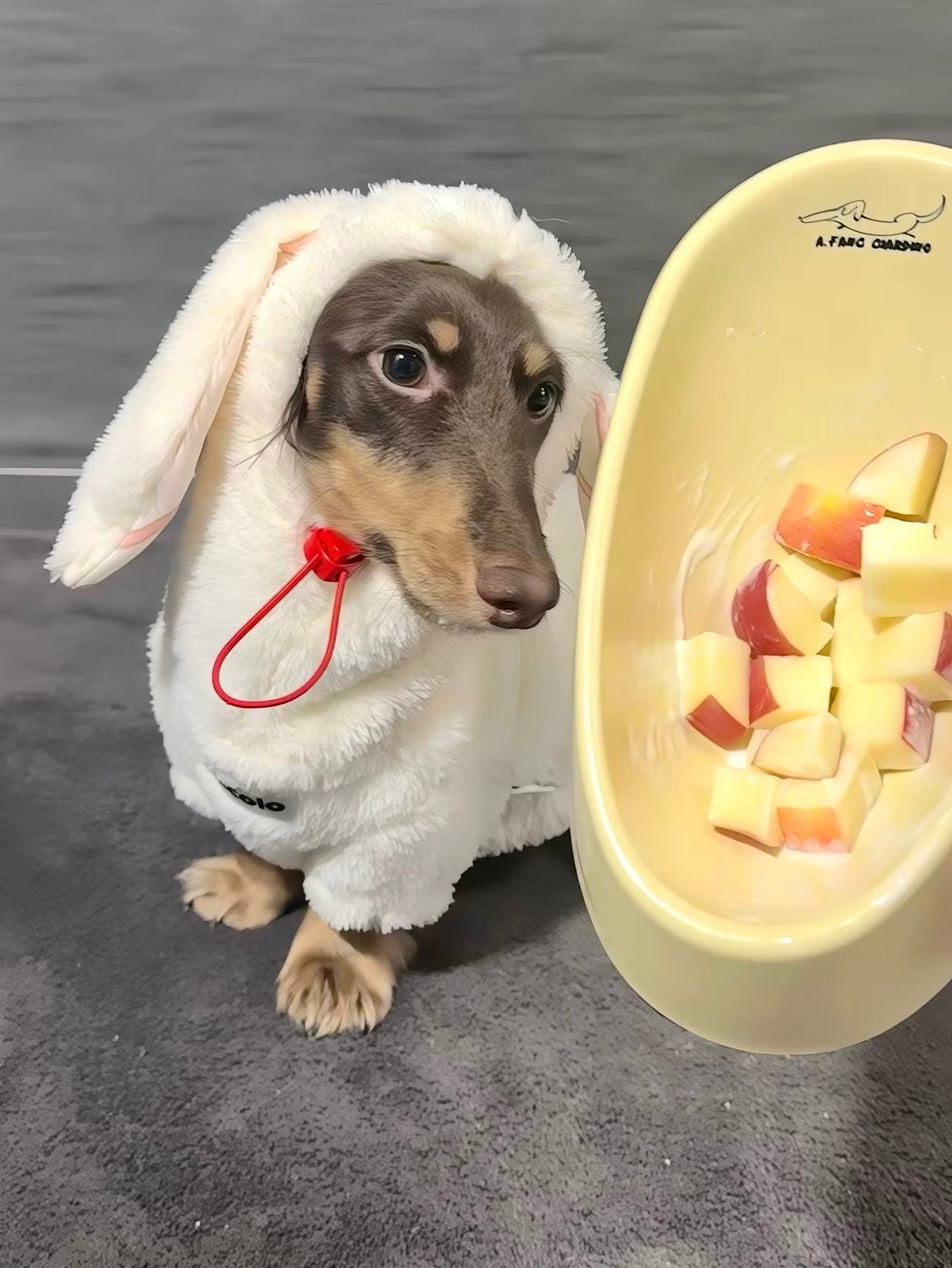 Bowl for dachshunds🐶