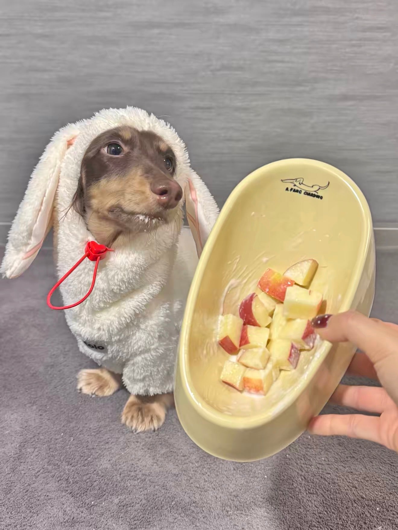 Bowl for dachshunds🐶