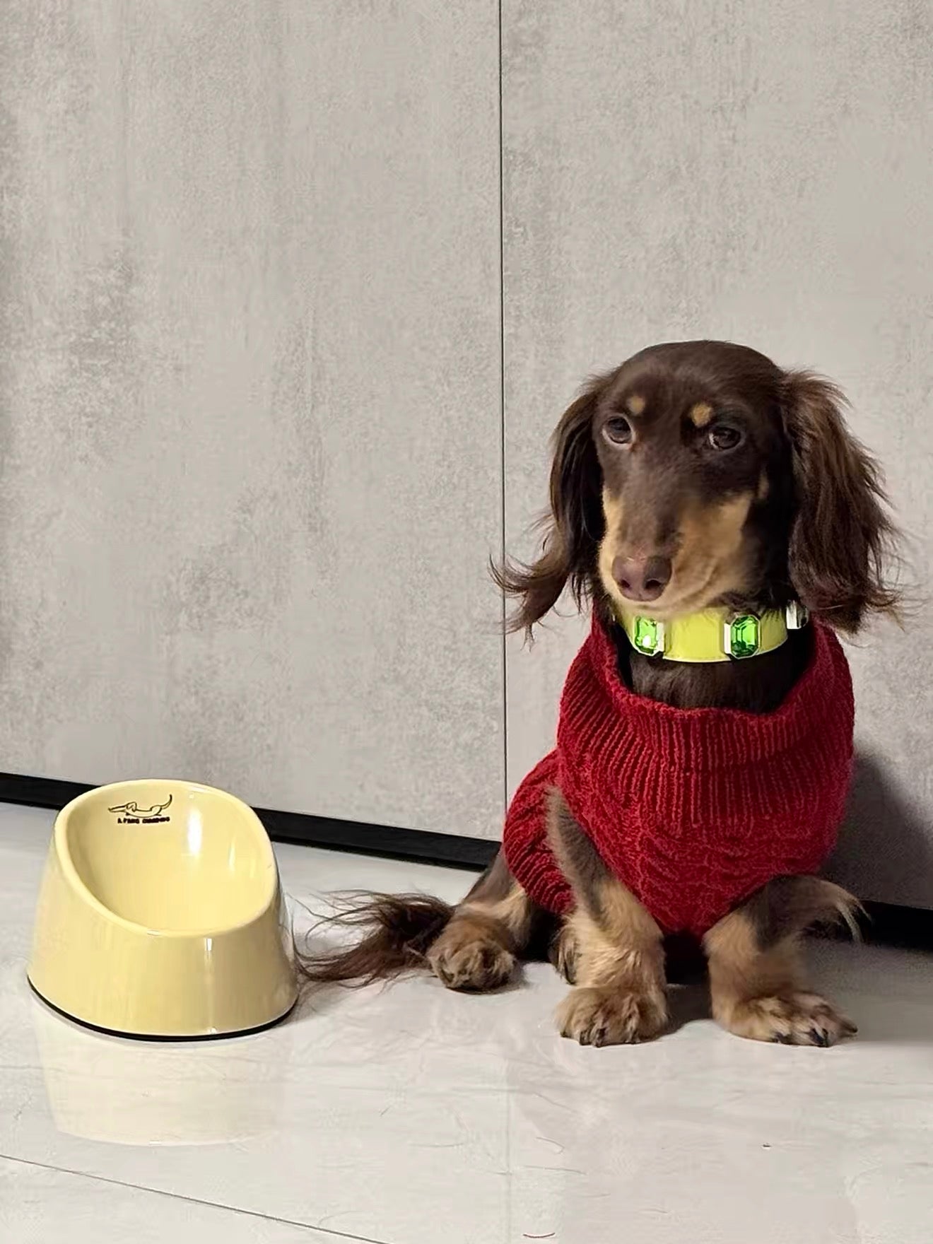 Bowl for dachshunds🐶